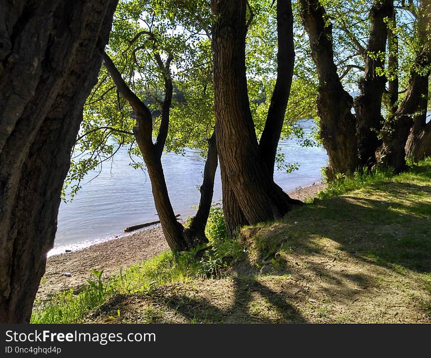 Tree, Nature, Woody Plant, Plant