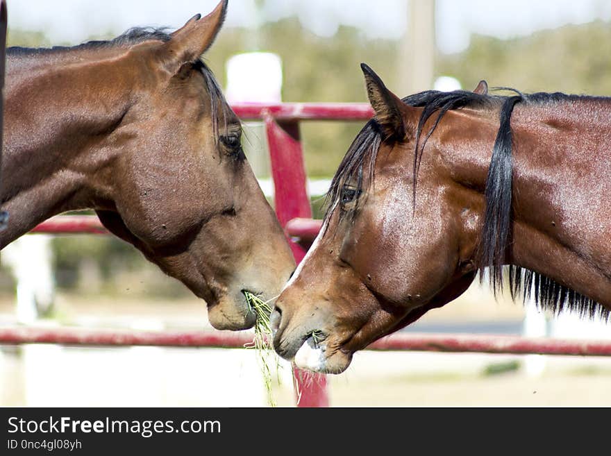 Horse, Bridle, Halter, Rein