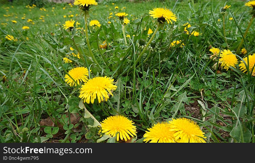 Flower, Yellow, Plant, Dandelion