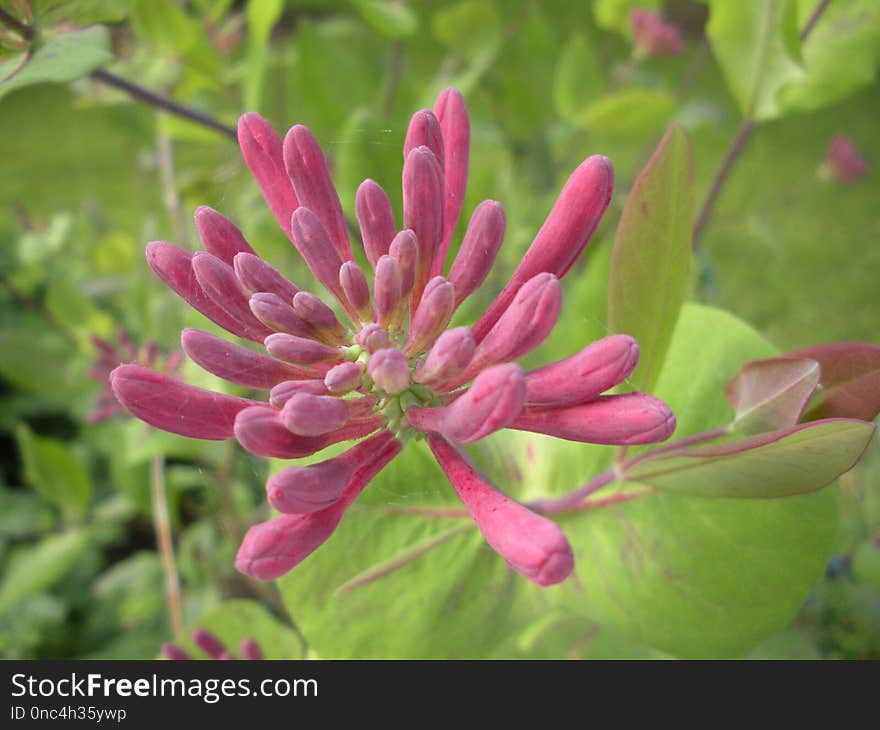 Flower, Flora, Plant, Honeysuckle