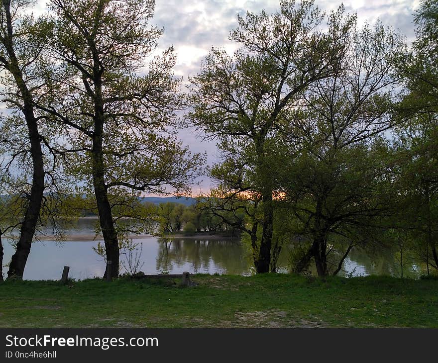 Water, Nature, Reflection, Tree