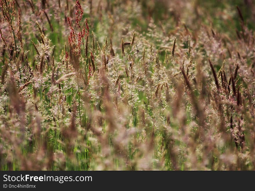 Vegetation, Grass, Plant, Ecosystem