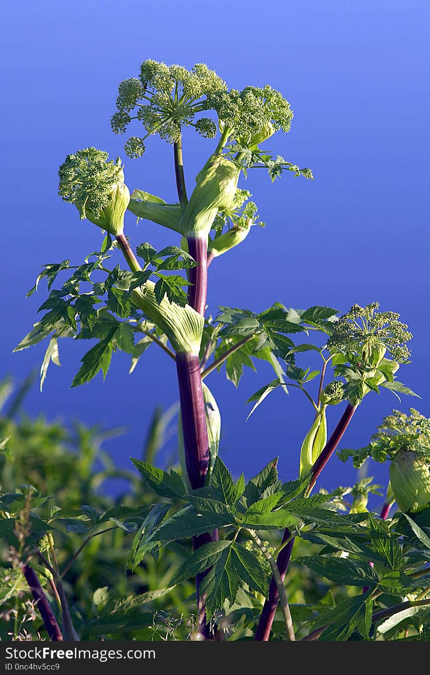 Plant, Flora, Vegetation, Angelica