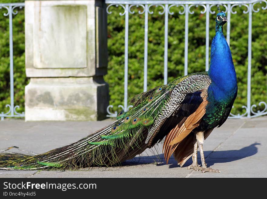 Peafowl, Fauna, Feather, Beak