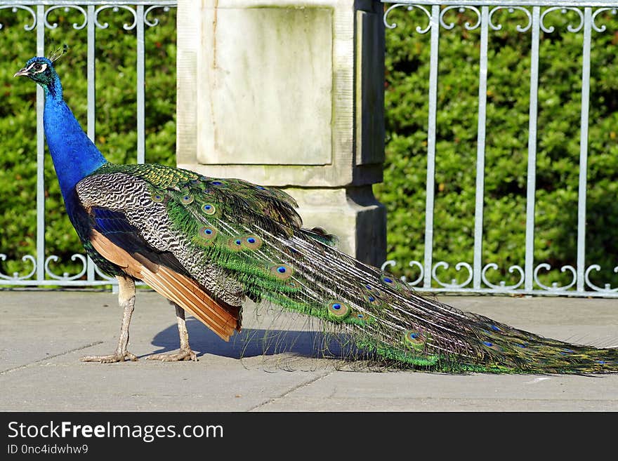 Peafowl, Fauna, Bird, Galliformes