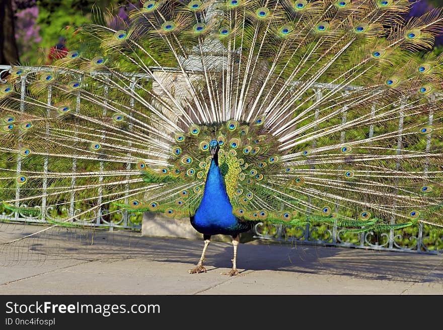 Peafowl, Galliformes, Bird, Feather