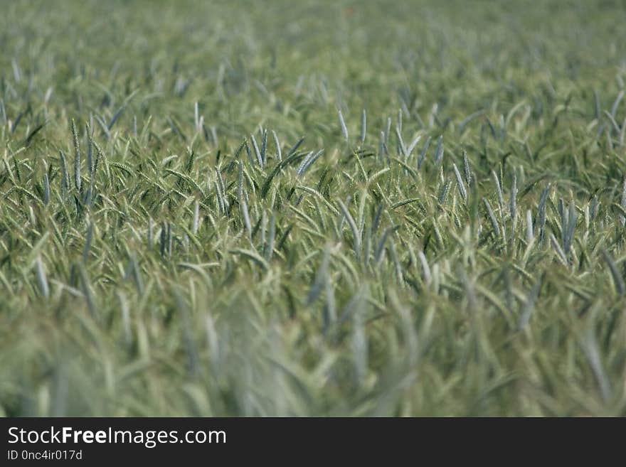 Crop, Triticale, Grass, Field