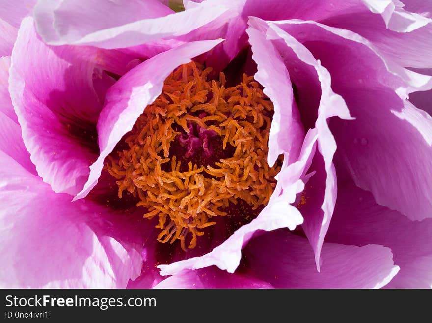 Flower, Peony, Purple, Petal