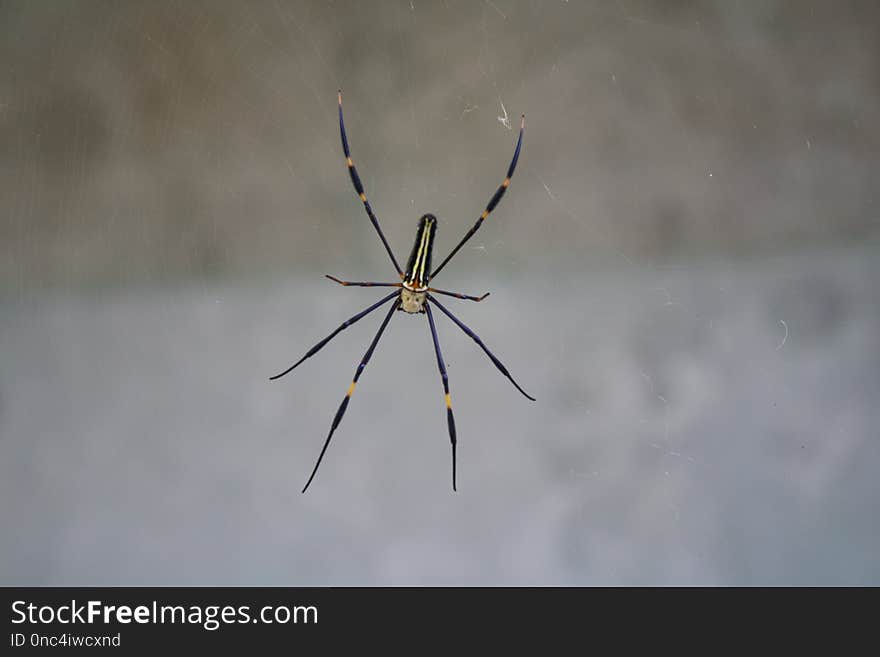 Spider, Arachnid, Invertebrate, Arthropod