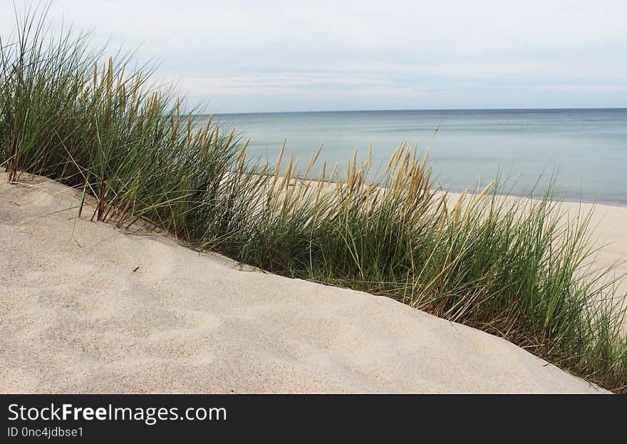 Shore, Grass, Grass Family, Coast