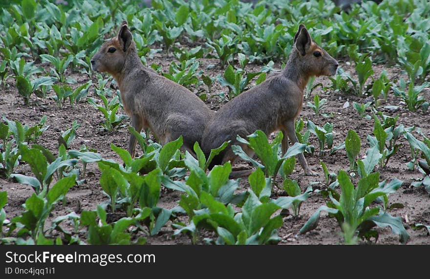 Fauna, Wildlife, Mammal, Terrestrial Animal