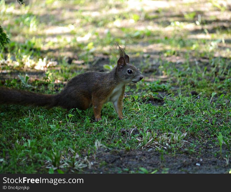 Fauna, Mammal, Wildlife, Squirrel