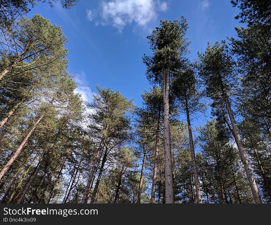 Tree, Sky, Ecosystem, Nature