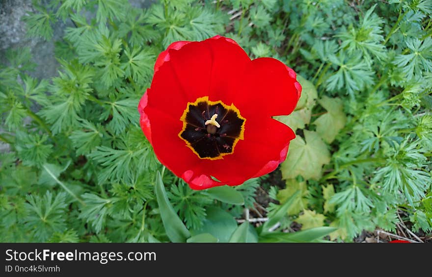 Flower, Poppy, Flowering Plant, Wildflower