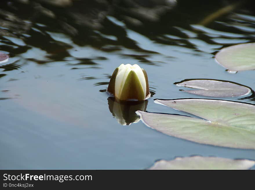 Water, Flora, Fauna, Reflection