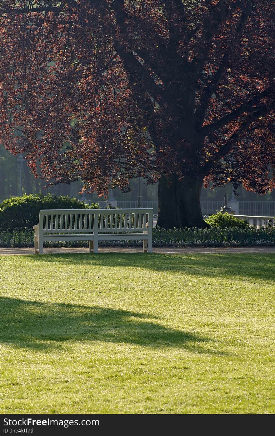 Nature, Green, Grass, Lawn