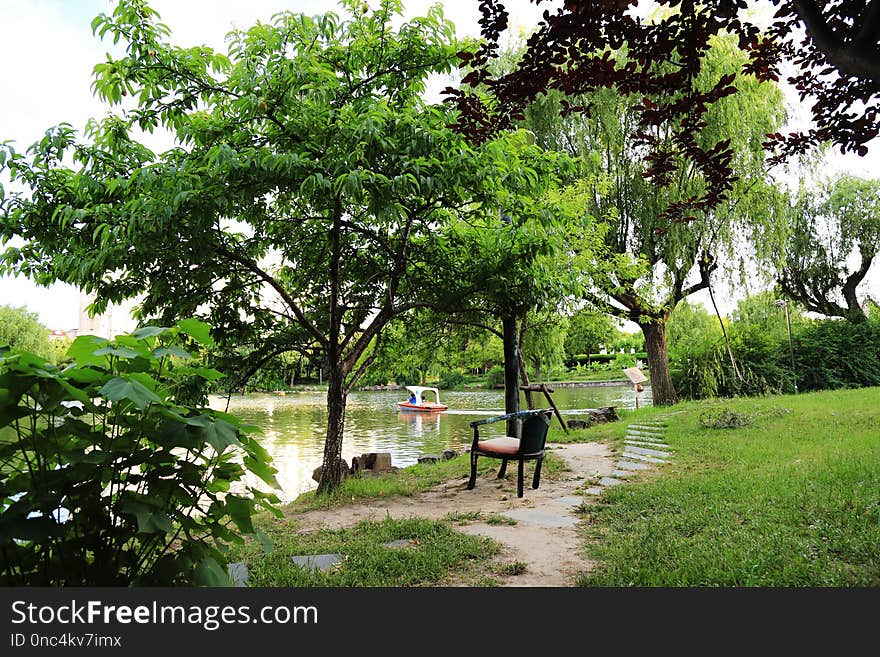 Tree, Plant, Vegetation, Woody Plant