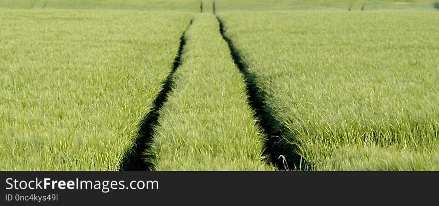 Field, Agriculture, Crop, Grass