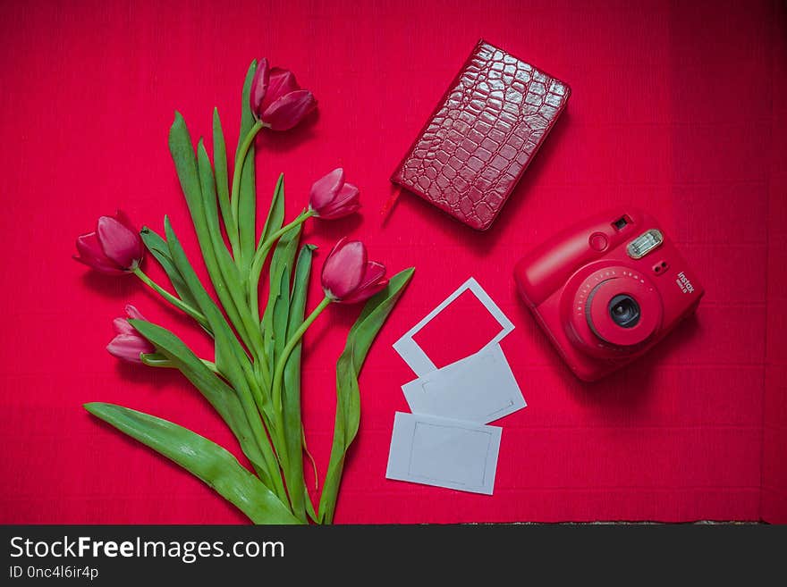 Flower, Red, Pink, Flowering Plant