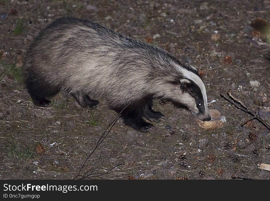 Fauna, Badger, Mammal, Polecat