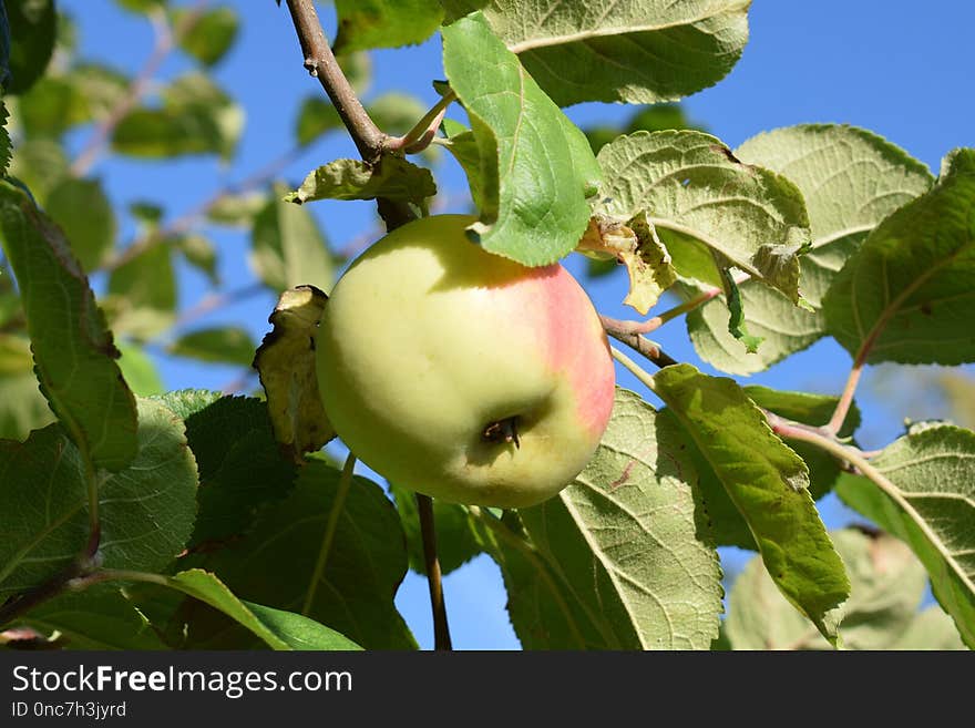 Fruit Tree, Fruit, Apple, Plant