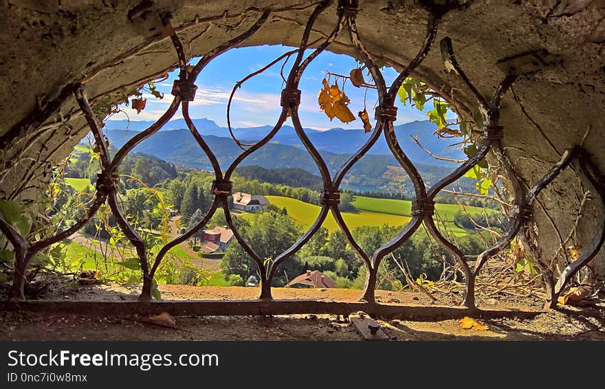 Tree, Plant, Branch, Arch