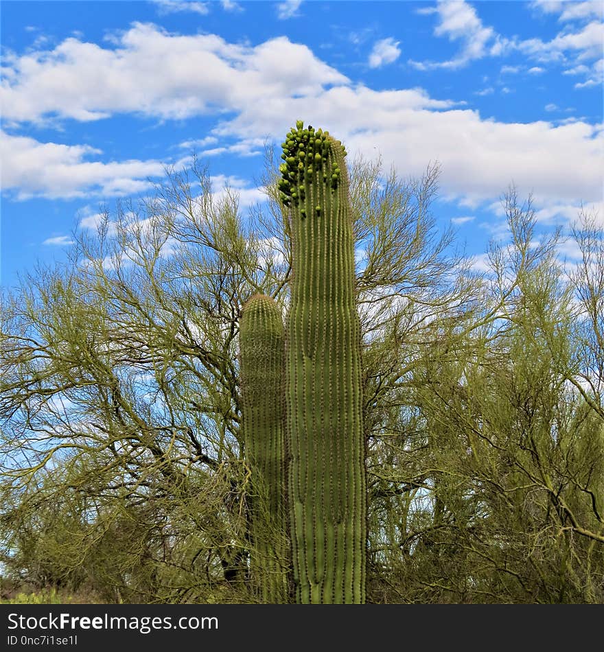 Vegetation, Sky, Ecosystem, Plant