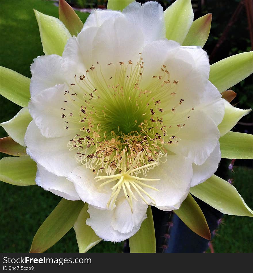 Flower, Plant, Flowering Plant, Hedgehog Cactus