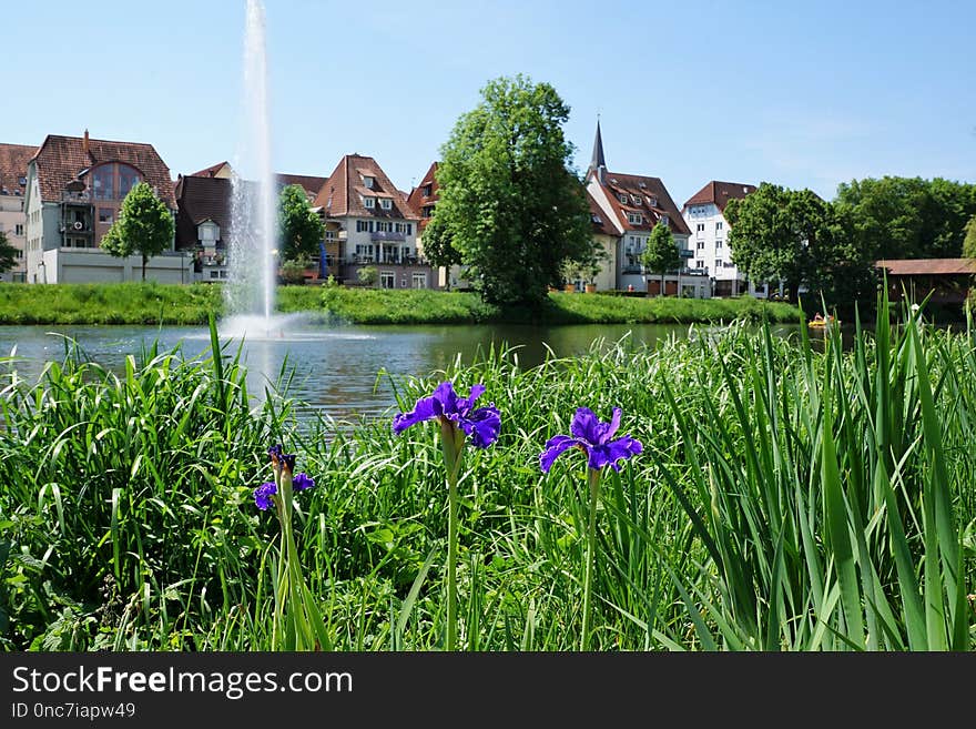 Plant, Water, Flower, Waterway