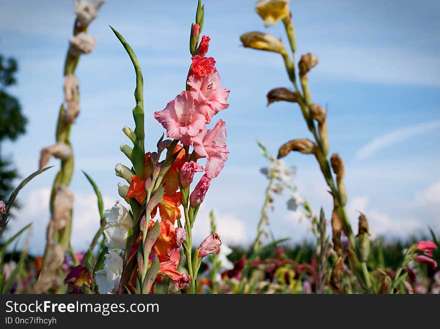 Plant, Flower, Flora, Vegetation