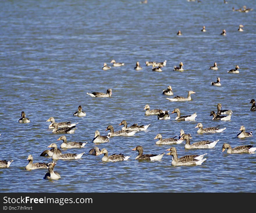 Bird, Water Bird, Fauna, Flock