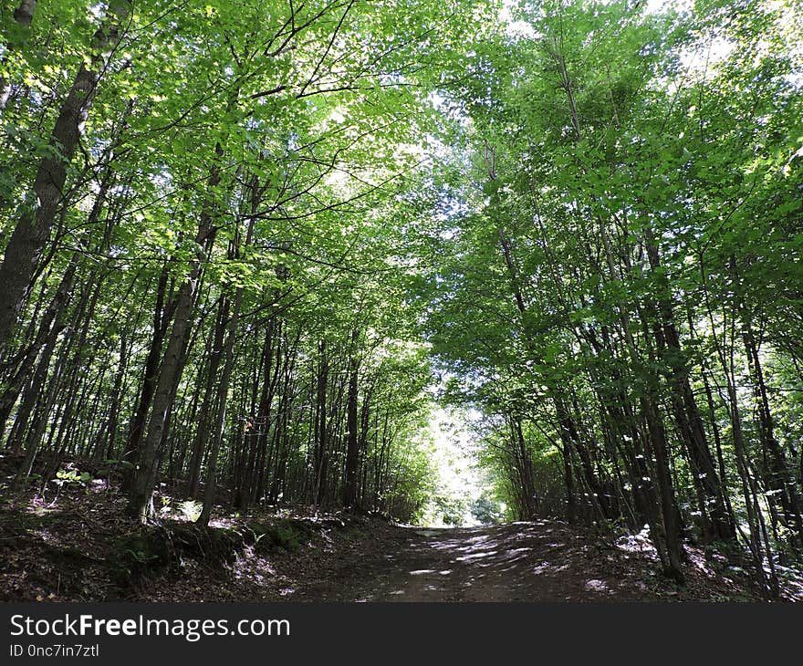 Woodland, Ecosystem, Temperate Broadleaf And Mixed Forest, Tree