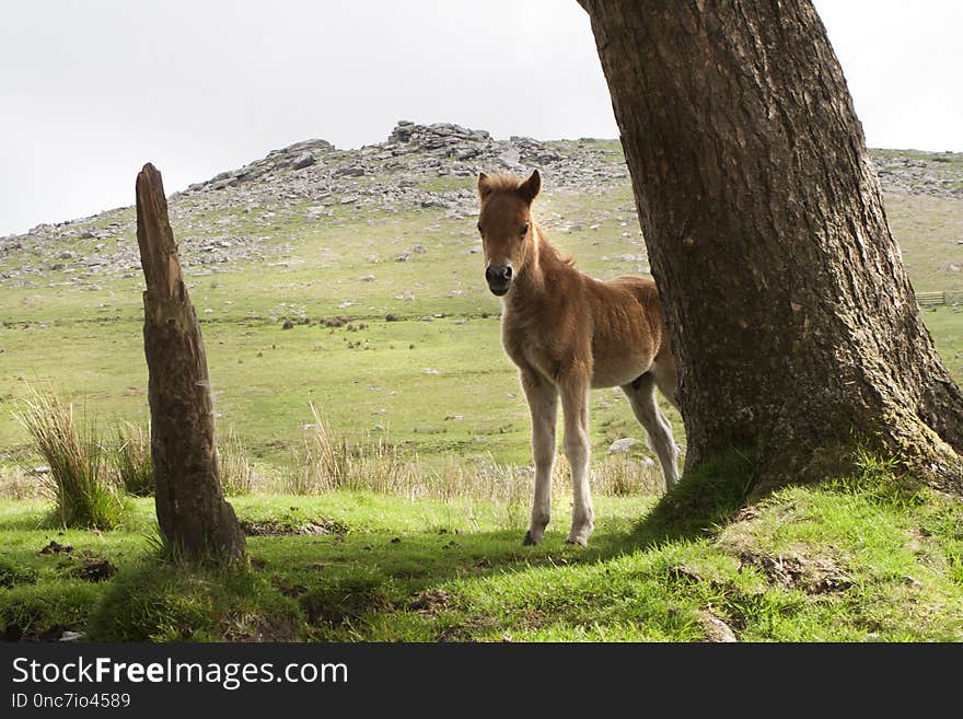 Wildlife, Fauna, Ecosystem, Grassland