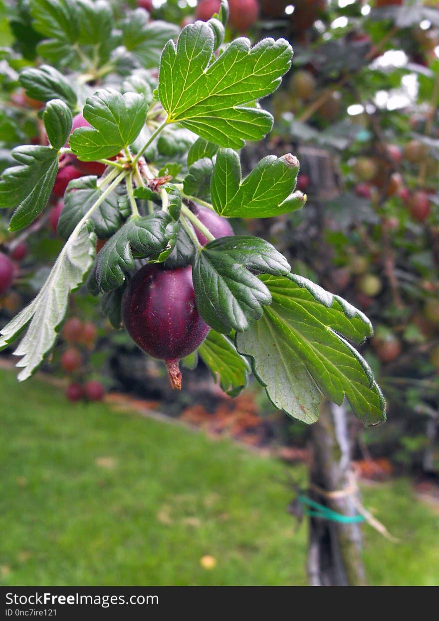 Plant, Fruit, Gooseberry, Berry