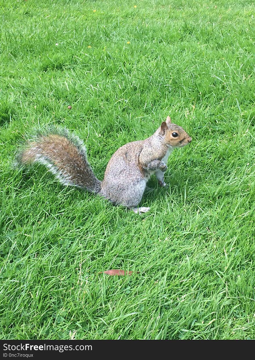 Squirrel, Fauna, Mammal, Grass