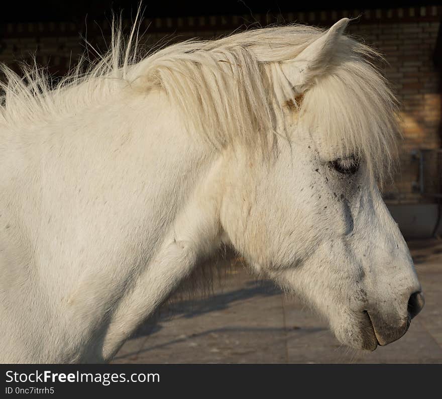 Horse, Mane, Fauna, Horse Like Mammal