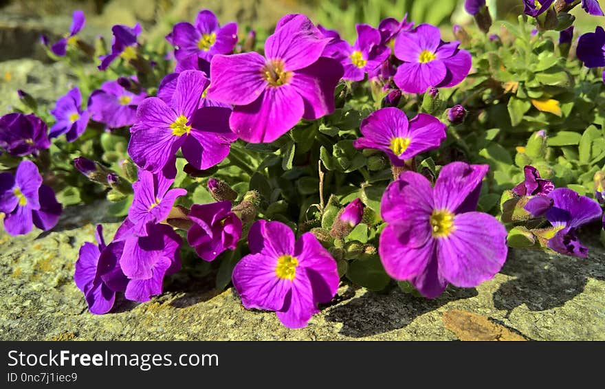 Flower, Violet, Purple, Plant