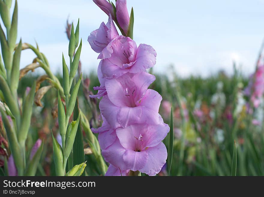 Flower, Plant, Flowering Plant, Pink