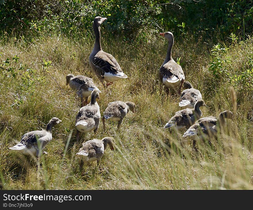 Fauna, Bird, Goose, Water Bird