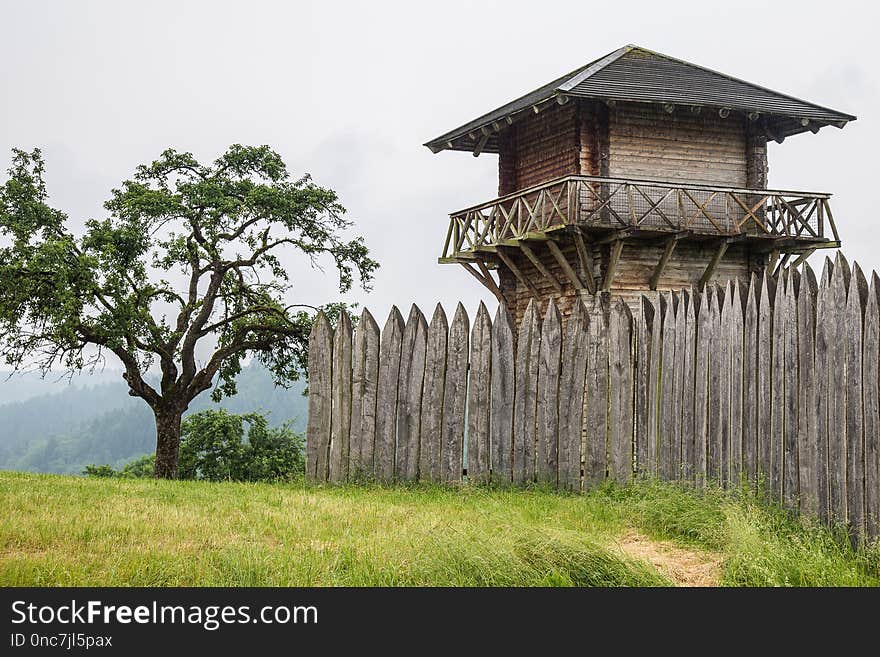 Tree, Grass, Sky, Wood