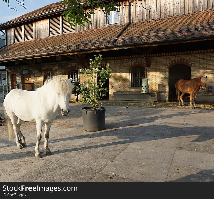 House, Horse, Livestock, Tree