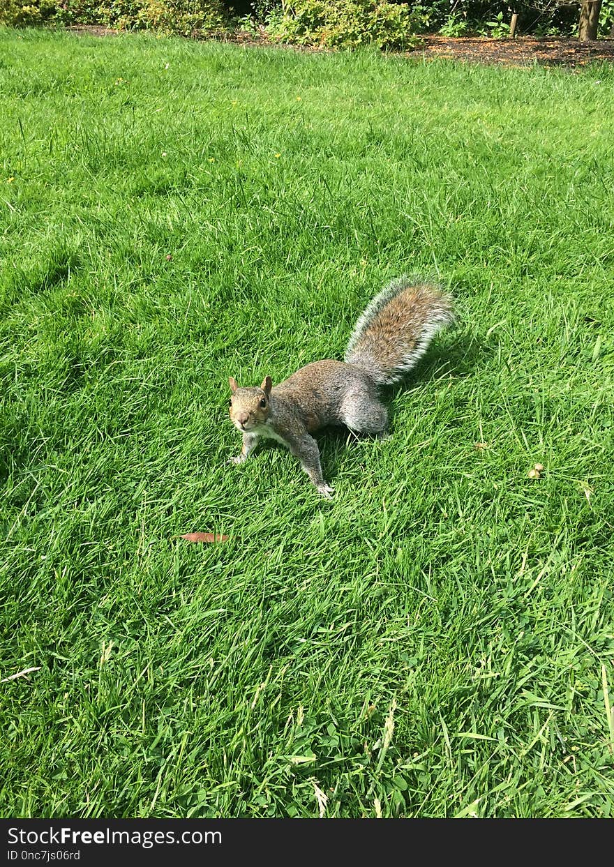 Squirrel, Fauna, Mammal, Grass