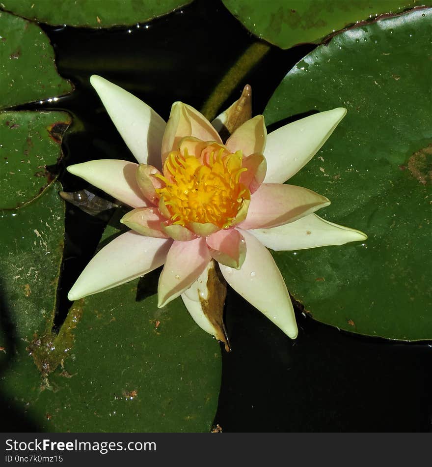 Flower, Plant, Flora, Leaf