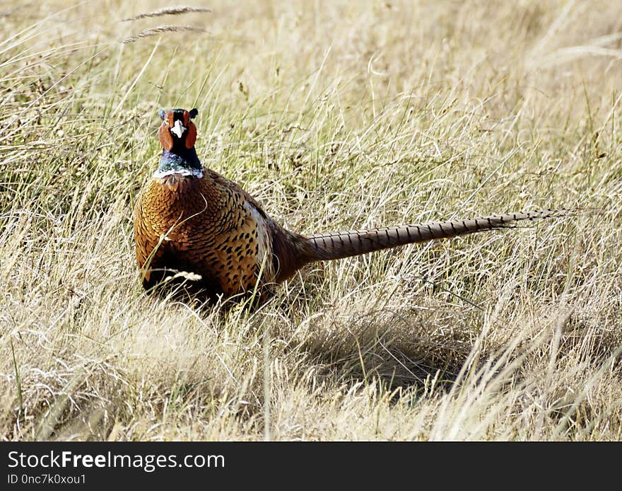 Pheasant, Bird, Galliformes, Ecosystem