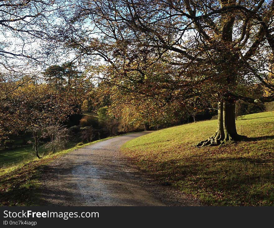 Tree, Nature, Path, Leaf