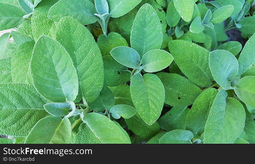 Plant, Leaf, Herb, Grass