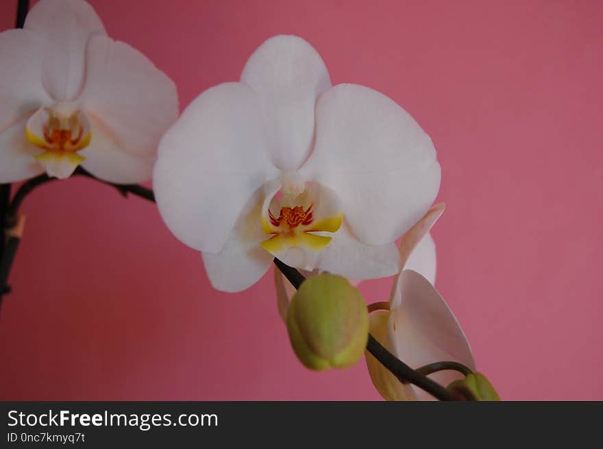 Flower, Flowering Plant, Pink, Plant