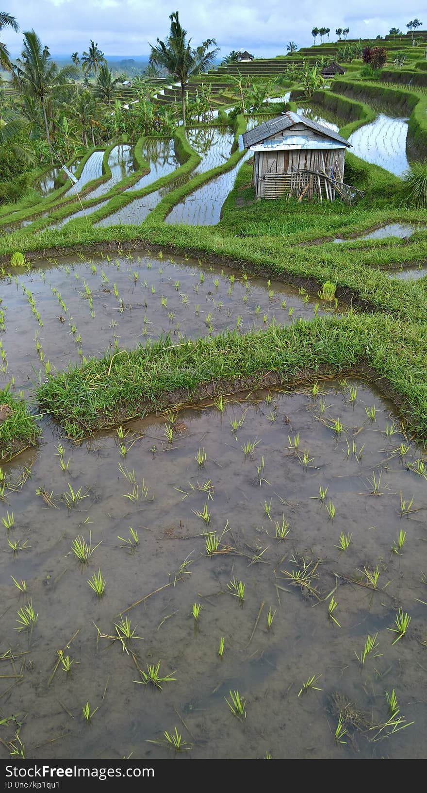 Vegetation, Field, Agriculture, Crop