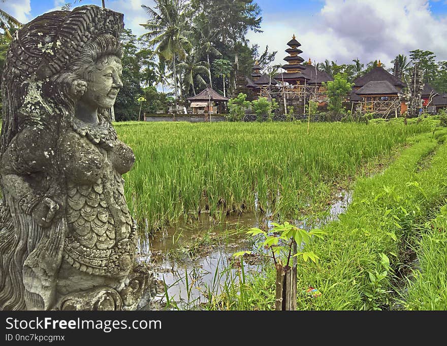 Nature Reserve, Grass, Tree, Botanical Garden