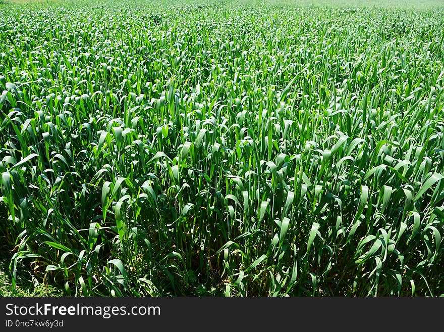 Crop, Grass, Field, Agriculture